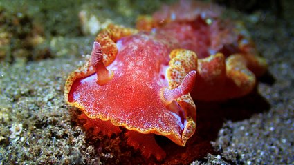 f26608d96de364829fe56678a2e7eb9c_이승훈 hexabranchus sanguineus.jpg